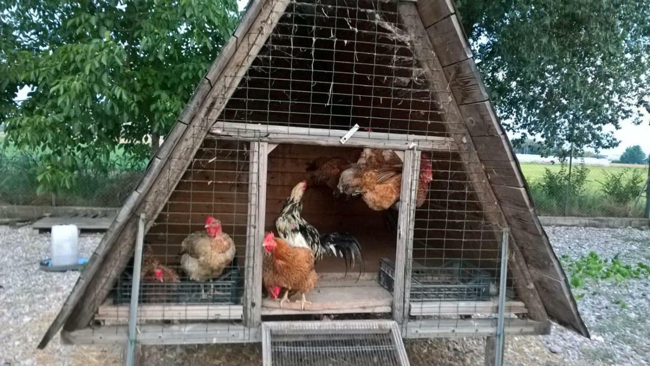 Agriturismo Cipolli E Podo Corte Carlini Mantova Eksteriør billede